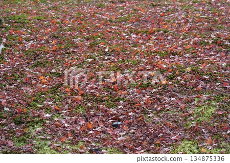綠色苔蘚地上鋪著一層落下的紅色楓葉。 134875336