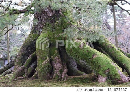 覆蓋著綠色苔蘚的大松樹根景觀 134875337