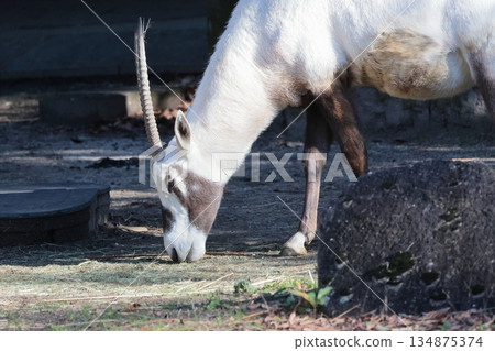 Arabian Orix Arabian Orix 134875374