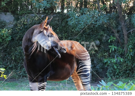 Okapi 134875389