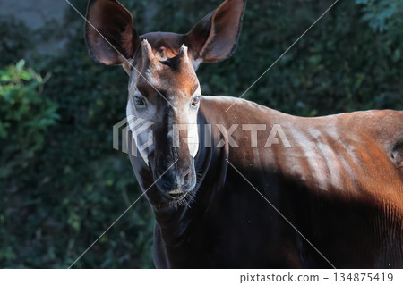 Okapi Okapi 134875419