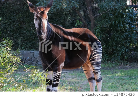Okapi Okapi 134875426