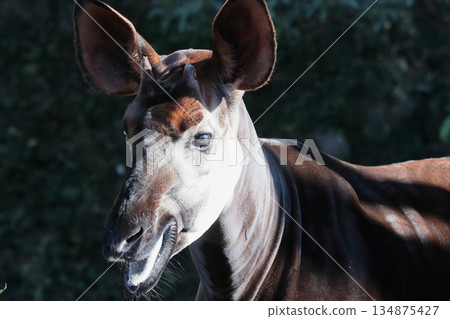 Okapi Okapi 134875427