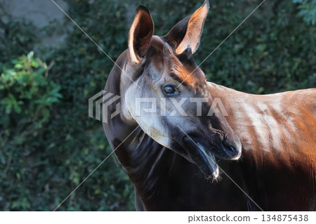 Okapi Okapi 134875438