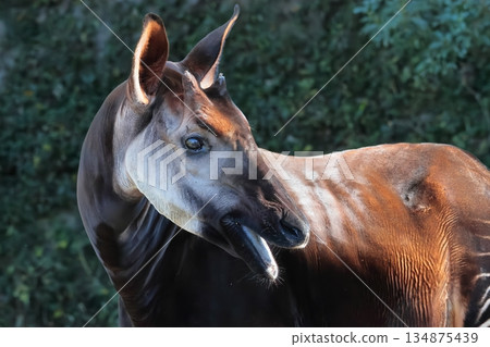 Okapi Okapi 134875439
