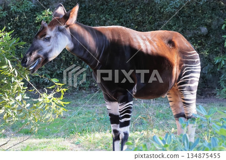 Okapi Okapi 134875455
