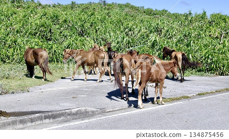 與那國島馬，沖繩縣與那國島上的天然紀念物 134875456