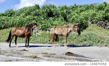 與那國島馬,沖繩縣與那國島上的天然紀念物 與那國島馬,沖繩縣與那國島上的天然紀念物 134875458
