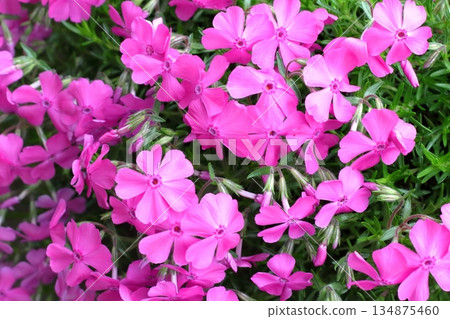 粉紅色的花朵 134875460