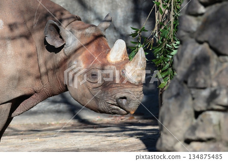 Japanese cypress 134875485