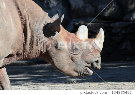 Japanese cypress Japanese cypress 134875492