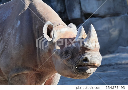 Japanese cypress 134875493