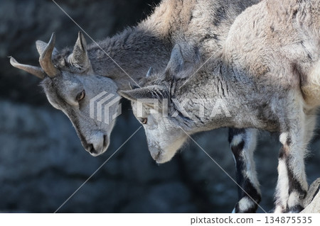 Sue Cho Varal 134875535