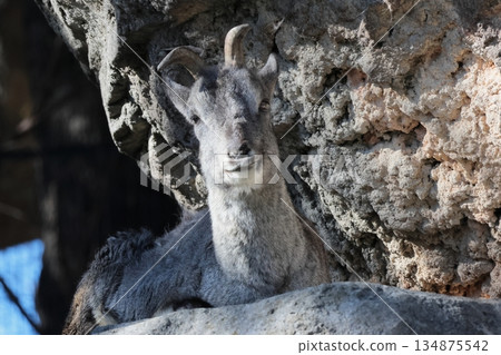 Sue Cho Varal 134875542