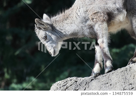 Sue Cho Varal Sue Cho Varal 134875559