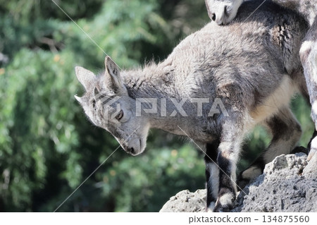 Sue Cho Varal Sue Cho Varal 134875560