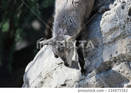 Sue Cho Varal 134875562