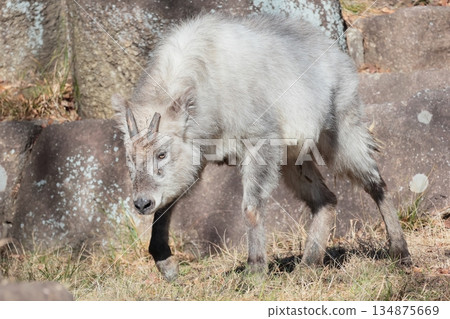 Japanese serow 134875669