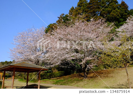 Cedar forest, cherry blossoms, and gazebo [Tsukui, Sagamihara City, April] 134875914