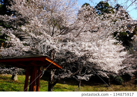 休息區與染井吉野櫻花 [相模原市築井，四月] 134875917