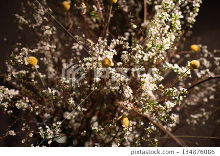 Image of a houseplant illuminated by a spotlight 134876086