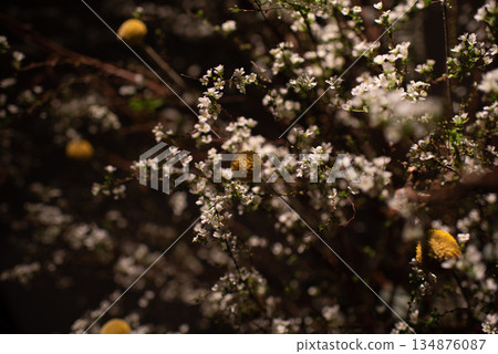 Image of a houseplant illuminated by a spotlight 134876087