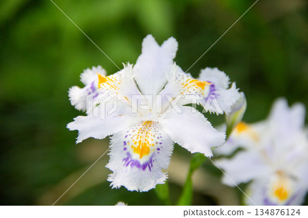 戶賀谷戶庭園：春日庭園景色，白色鳶尾花盛開。 134876124