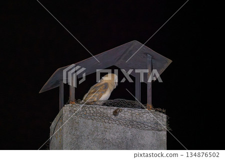 Nocturnal Owl Resting on a Chimney Perch Nocturnal Owl Resting on a Chimney Perch 134876502