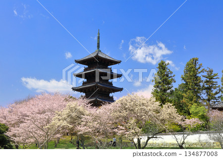 [Okayama Prefecture] Cherry blossoms in full bloom and the five-story pagoda of Bitchukokubunji Temple (Kibiji) 134877008