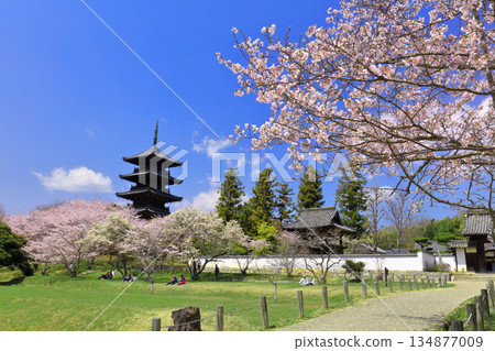 【岡山縣】櫻花盛開與備中國分寺（吉備路）五重塔 134877009