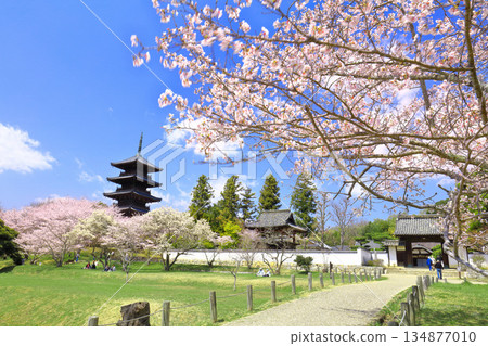 【岡山縣】櫻花盛開與備中國分寺（吉備路）五重塔 134877010