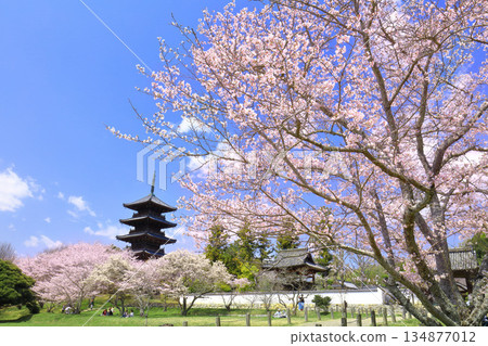 [Okayama Prefecture] Cherry blossoms in full bloom and the five-story pagoda of Bitchukokubunji Temple (Kibiji) 134877012
