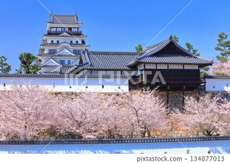[Hiroshima Prefecture] Fukuyama Castle on a clear day and cherry blossoms in full bloom (Castle Tower, Oyudono) 134877013