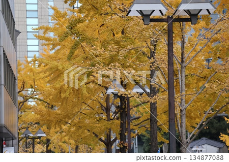 街燈、成排的黃葉銀杏樹和摩天大樓構成的城市景觀 134877088