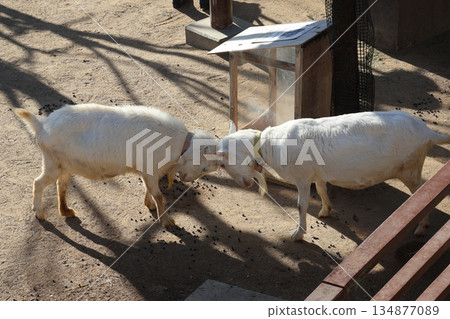 動物園裡山羊打架的場景 134877089