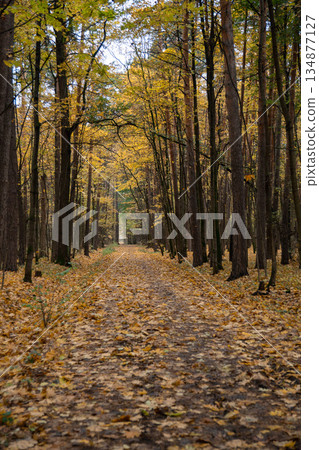 Autumn forest path covered with yellow leaves in Timiryazevsky Park, Moscow, with tall trees forming calm natural corridor, strong perspective Autumn forest path covered with yellow leaves in Timiryazevsky Park, Moscow, with tall trees forming calm natural corridor, strong perspective 134877127