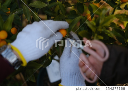 大人和小孩都在採金橘 134877166