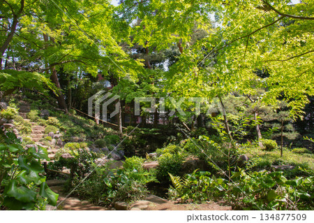 Tonogayato Garden A Japanese garden with walking paths surrounded by fresh greenery and flowing spring water Tonogayato Garden A Japanese garden with walking paths surrounded by fresh greenery and flowing spring water 134877509