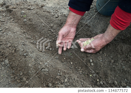 Old human worker sowing a pea 134877572