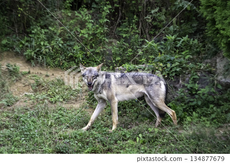 Gray wolf Gray wolf 134877679