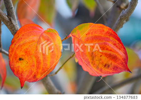 兩棵相對而立的山月桂樹殘存的葉子，共享著深秋的溫暖。 134877683