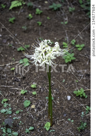 White moth 134877684