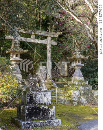 神社景色,山茶花盛開。 神社景色,山茶花盛開。 134877693