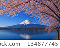 AI-photo-Art "Spring Morning, Cherry Blossoms and Mt. Fuji" Edited and finished with AI based on photos taken by the artist 134877745