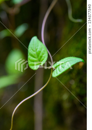 Two leaves on a vine quietly share time together. A Quiet Pair on a Vine 134877840