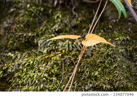 Two leaves on a vine quietly share time together. A Quiet Pair on a Vine 134877846