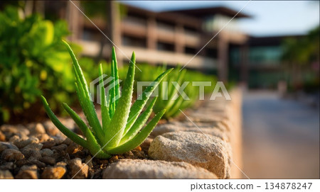 Aloe Vera Plants in Modern Outdoor Landscape Design Aloe Vera Plants in Modern Outdoor Landscape Design 134878247