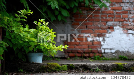 Potted Green Plant Growing Near Old Brick Wall in Urban Environment Potted Green Plant Growing Near Old Brick Wall in Urban Environment 134878422