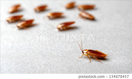 Multiple Cockroaches on Floor Representing Pest Infestation Problem Multiple Cockroaches on Floor Representing Pest Infestation Problem 134878457