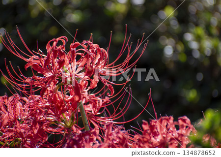 red spider lily red spider lily 134878652